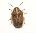 Neottiglossa undata - photo 4