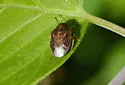 Neottiglossa undata - photo 5