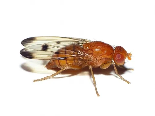 Neottiophilum praeustum