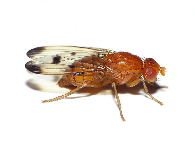 Neottiophilum praeustum - photo 3