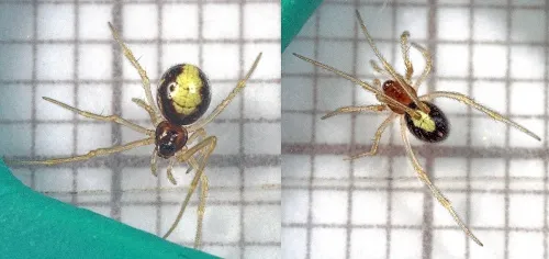 Neottiura bimaculata