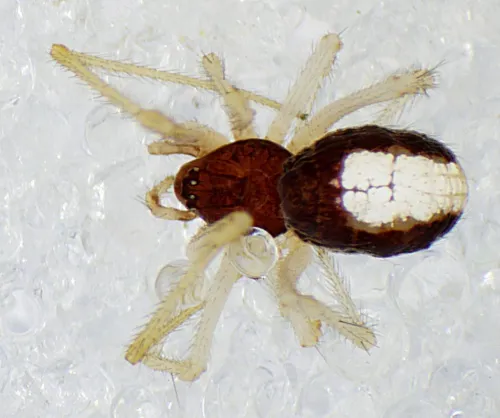 Neottiura bimaculata - photo 3