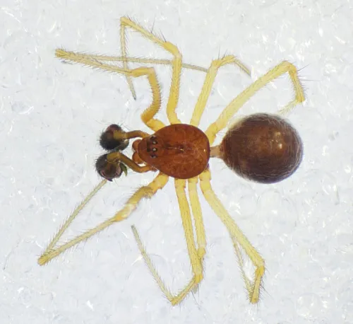 Neottiura bimaculata - photo 4