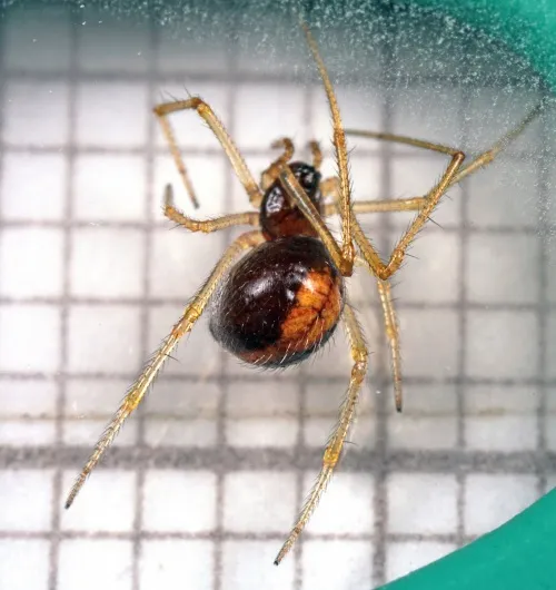 Neottiura bimaculata - photo 5