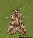 Neotuerta sabulosa - Hodges#9305.2