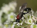 Neotypus nobilitator - Neotypus nobilitator