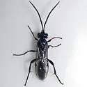 Neotypus nobilitator - photo 2