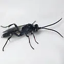 Neotypus nobilitator - photo 3
