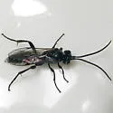 Neotypus nobilitator - photo 4
