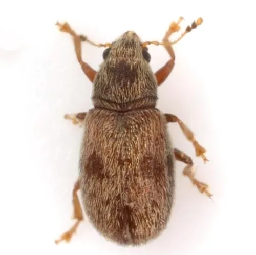 Tropical Coppery Fungus Weevil
