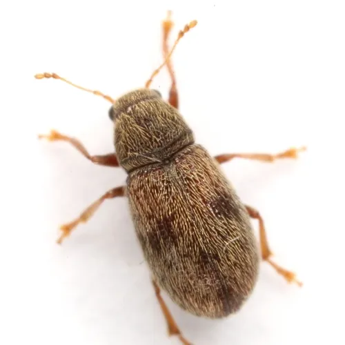 Tropical Coppery Fungus Weevil - photo 2