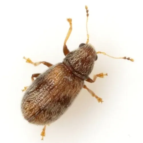 Tropical Coppery Fungus Weevil - photo 3