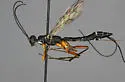 Neoxorides borealis