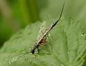 Neoxorides caryae