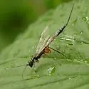 Neoxorides caryae - photo 2