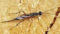 Neoxorides caryae - photo 3