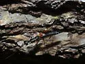 Neoxorides caryae - photo 4