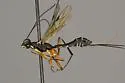 Neoxorides pilusus