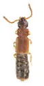 Neoxus crassicornis - Neoxus crassicornis