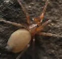 Neozimiris pubescens - photo 3