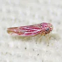 Neozygina apacha