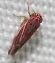 Neozygina apacha - photo 2