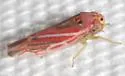 Neozygina apacha - photo 4