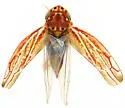 Neozygina apacha - photo 5