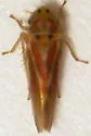 Neozygina balli - Neozygina balli