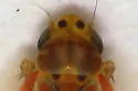 Neozygina balli - photo 3