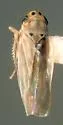 Neozygina cf-davisi