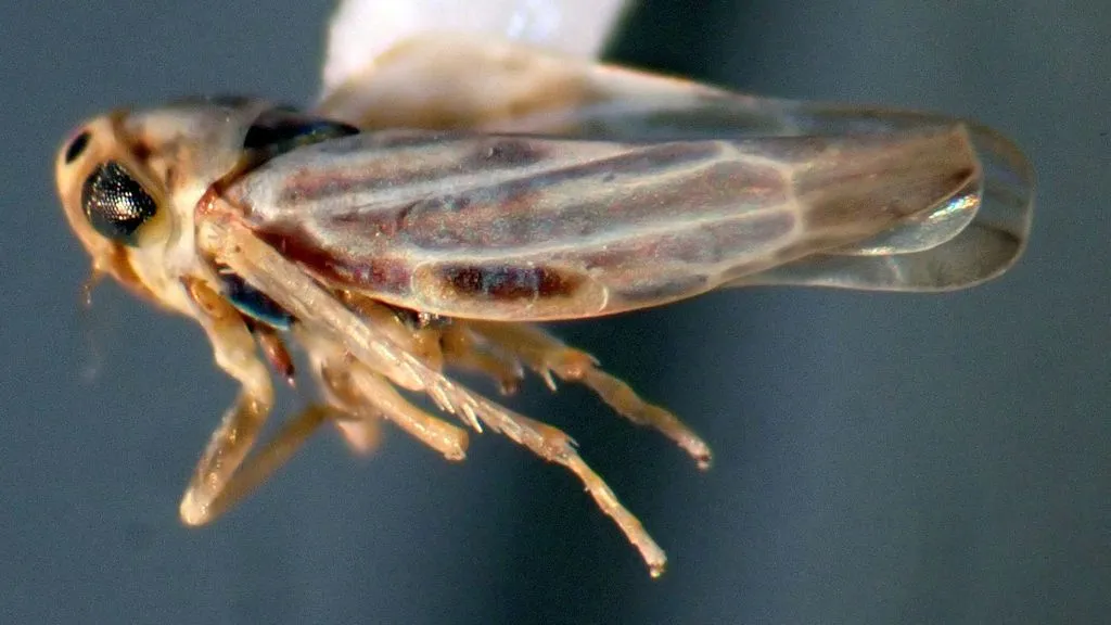 Neozygina davisi - photo 2