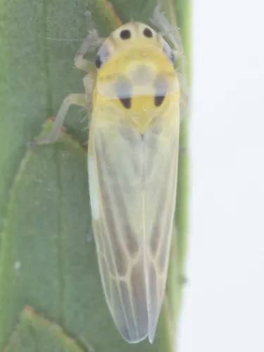 Neozygina veracruzensis - Neozygina veracruzensis