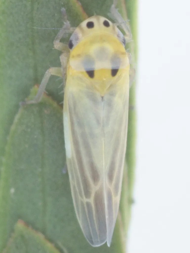 Neozygina veracruzensis - photo 2