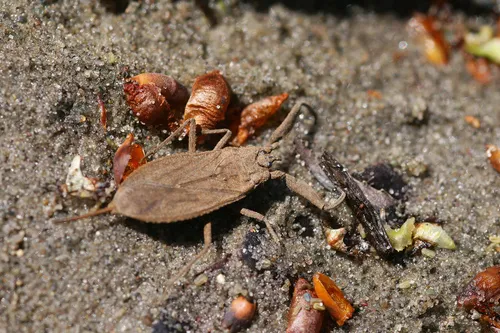 Nepa apiculata