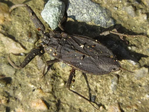 Nepa hoffmanni