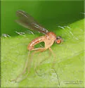 Nepalomyia sombrea