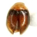 Nephaspis oculatus