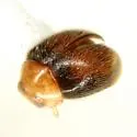 Nephaspis oculatus - photo 2