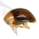 Nephaspis oculatus - photo 3