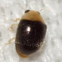 Nephaspis oculatus - photo 4