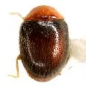 Nephaspis oculatus - photo 5