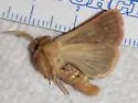 Nephelodes carminata - Hodges#10528