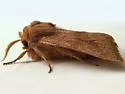 Nephelodes demaculata - Hodges#10525