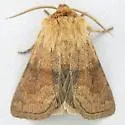 Nephelodes demaculata - Hodges#10525 - photo 2