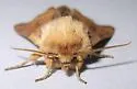 Nephelodes demaculata - Hodges#10525 - photo 4
