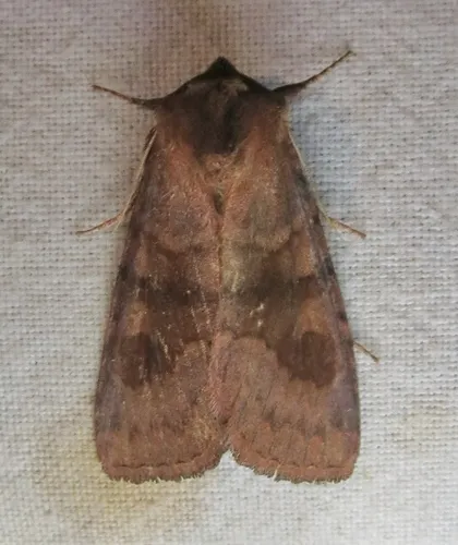 Bronzed Cutworm Moth - Nephelodes minians