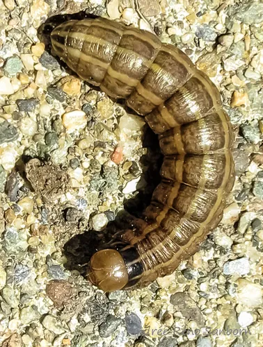 Bronzed Cutworm Moth - photo 5