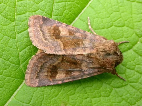 Bronzed Cutworm Moth - photo 6