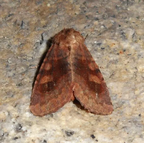 Bronzed Cutworm Moth - photo 7
